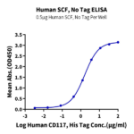 Human SCF Protein BP003566 Syd Labs