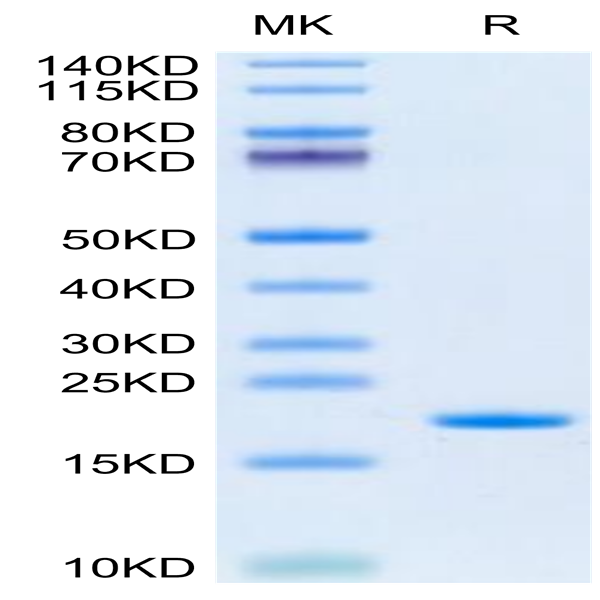 Human SCF Protein (SCF-HE001)