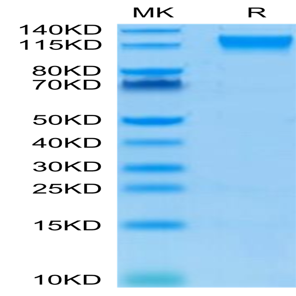 Biotinylated Human Semaphorin 4D/SEMA4D/CD100 Protein (SEM-HM44DB)