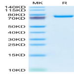 Mouse SEMA7A Protein BP004680 Syd Labs