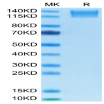 Mouse SEZ6L2 Protein (SEZ-MM1L2)