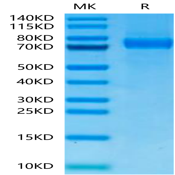 Biotinylated Cynomolgus Siglec-10 Protein (Primary Amine Labeling) (SIG-CM110B)