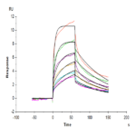 Human CD209/DC-SIGN Protein BP004971 Syd Labs