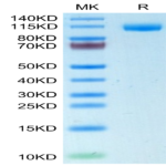 Human Siglec-2/CD22 Protein (SIG-HM122)