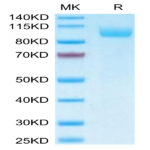 Biotinylated Human Siglec-5/CD170 Protein (Primary Amine Labeling) BP004931 Syd Labs