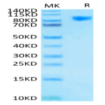 Human Siglec-9 Protein BP005453 Syd Labs