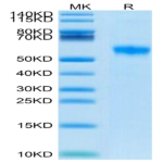 Biotinylated Human Siglec-8 Protein BP005678 Syd Labs
