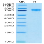 Biotinylated Human Siglec-9 Protein BP003978 Syd Labs