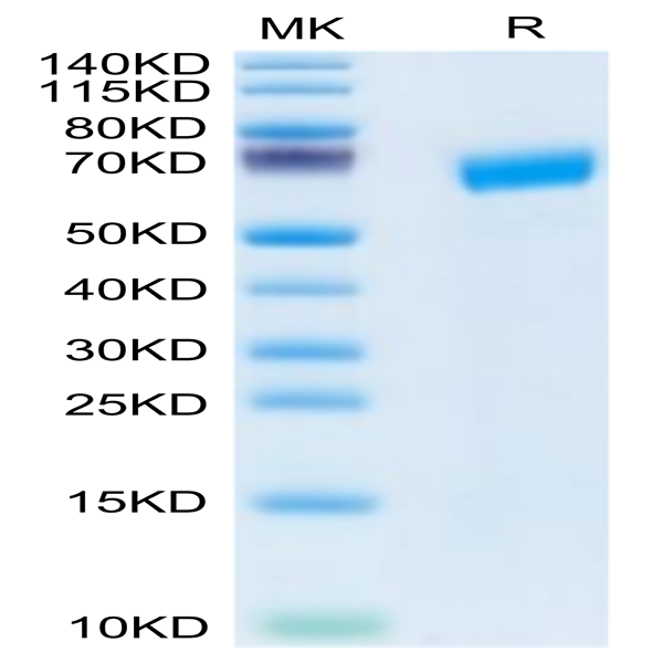 Human SLAMF6/NTB-A Protein (SLA-HM2F6)
