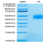 Human SLAMF7/CRACC/CD319 Protein (SMF-HM407)