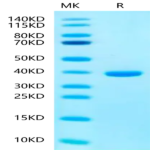 Human SMR3B Protein (SMR-HM33B)