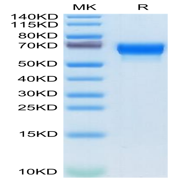 Mouse SERPINF2/A2AP Protein (SPF-MM101)