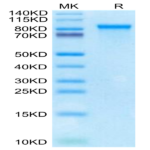 Cynomolgus SFRP2 Protein BP003944 Syd Labs