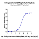 Biotinylated Human SIRP alpha V2/CD172a Protein BP004374 Syd Labs
