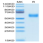 Biotinylated Human SIRP alpha V2/CD172a Protein (SRP-HM4V2B)