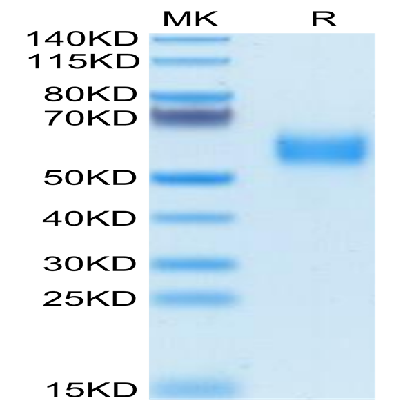 Biotinylated Human SIRP alpha V2/CD172a Protein (SRP-HM4V2B)