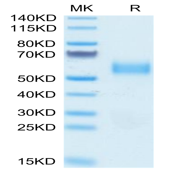 Biotinylated Human SIRP alpha V3 Protein (SRP-HM4V3B)