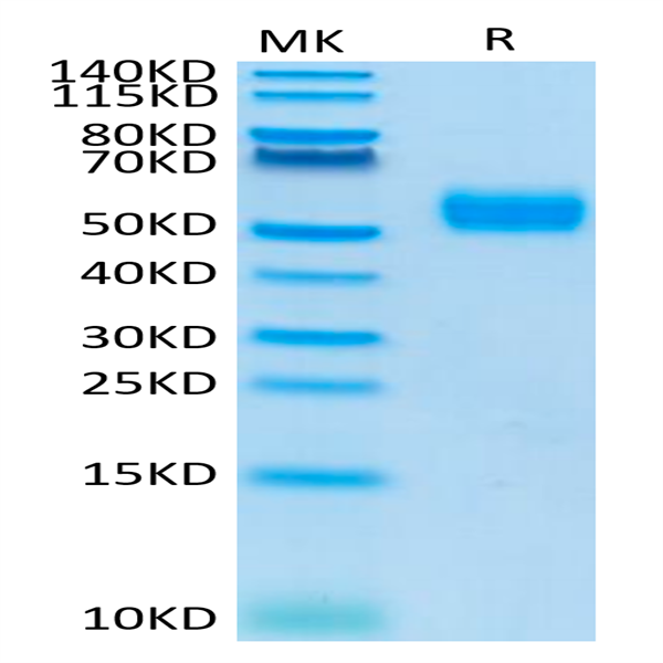 Human SIRP alpha V4 Protein (SRP-HM4V4)