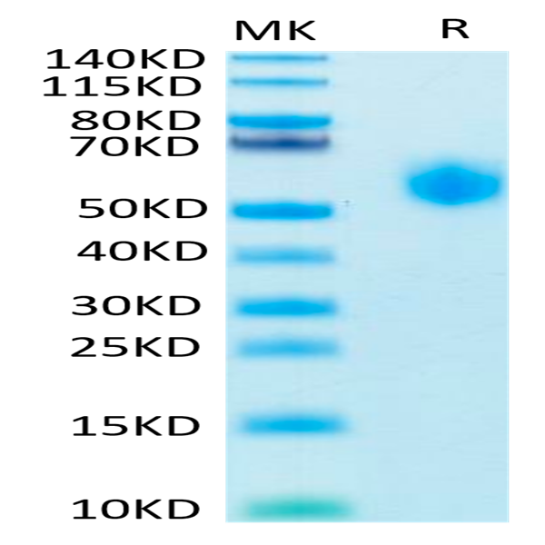 Human SIRP alpha V8 Protein (SRP-HM4V8)
