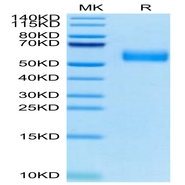 Biotinylated Human SIRP alpha V8 Protein (SRP-HM4V8B)