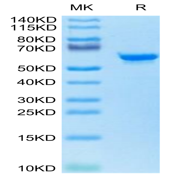 Canine TAG-72 Protein (TAG-DE172)