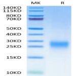 Human TDGF1/Cripto Protein BP003431 Syd Labs
