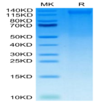 Canine TEM1/cd248 Protein (TEM-DM148)
