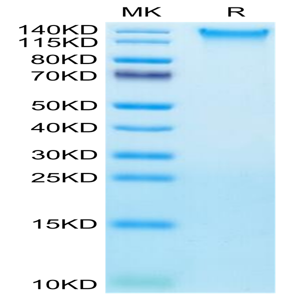 Human TEM1/cd248 Protein (TEM-HM148)