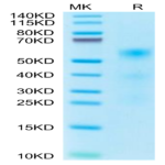 Human TENM2 Protein BP003759 Syd Labs