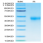 Human TFPI Protein (TFP-HM401)
