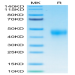 Biotinylated Human TFPI Protein BP005669 Syd Labs