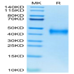 Human Coagulation Factor III/Tissue Factor Protein (TFR-HM101)