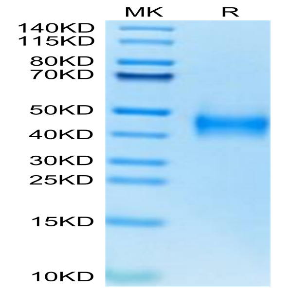 Human Coagulation Factor III/Tissue Factor Protein (TFR-HM101)