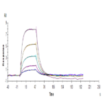 Human Transferrin R/CD71 Protein BP004806 Syd Labs
