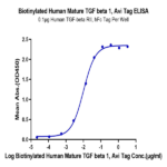 Biotinylated Human Mature TGF beta 1 Protein BP005529 Syd Labs