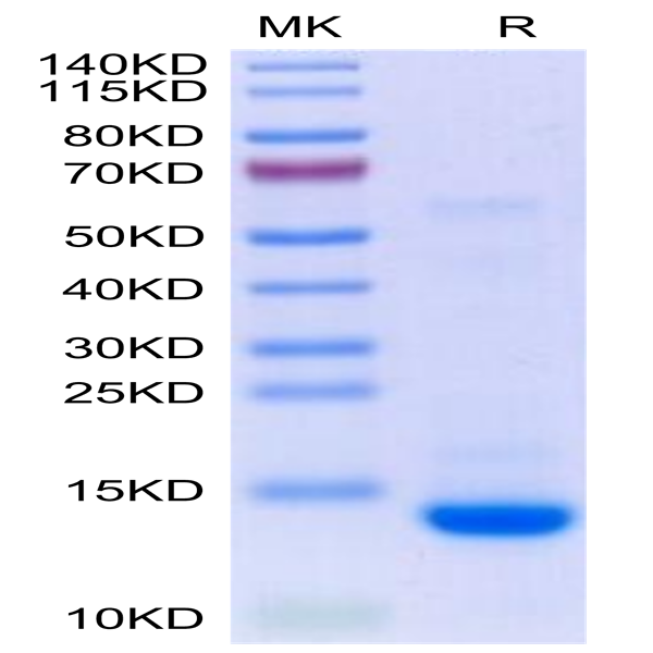 Biotinylated Human Mature TGF beta 2 Protein (TG2-HM00MB)