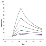 Human TGF-beta RII/TGFBR2 Protein BP005594 Syd Labs