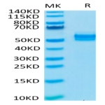 Human TGF-beta RII/TGFBR2 Protein (TGF-HM5R2)