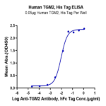 Human TGM2 Protein BP004274 Syd Labs