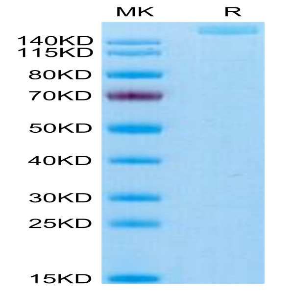 Human THSD7A Protein (THS-HM17A)