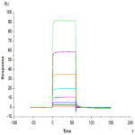Human TIE2 Protein BP003415 Syd Labs