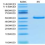 Human TIGIT Protein (TIG-HM210)