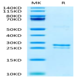 Canine TK1 Potein BP004058 Syd Labs