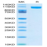 Biotinylated Human TLR3 Protein C-His Tag (Primary Amine Labeling) BP004148 Syd Labs