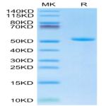 Human TLT-1/TREML1 Protein (TLT-HM201)