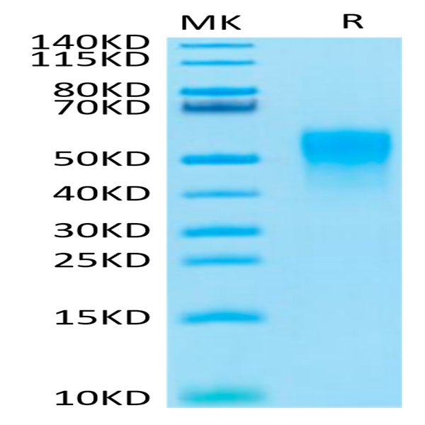 Cynomolgus TNFR2/CD120b/TNFR1B Protein (TNF-CM1R2)