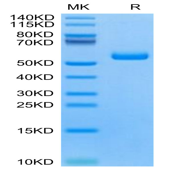 Human TNFRSF19 Protein (TNF-HM119)