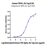 Human TNFR1/CD120a/TNFRSF1A Protein BP005162 Syd Labs