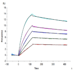 Human TNFRSF12A/TWEAKR Protein BP004668 Syd Labs