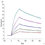 Human TNFR2/CD120b/TNFRSF1B Protein BP005559 Syd Labs